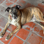 Fido en adopcion