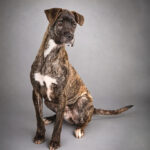 Leona en adopcion