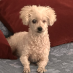 Martita en adopcion