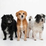 Oso, Alf y Pototo en adopcion