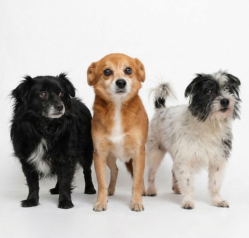 Oso, Alf y Pototo en adopcion