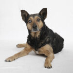 Sasha en adopcion